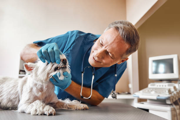 Best Emergency Dental Care for Abscessed Tooth in Lake Dalecarlia, IN